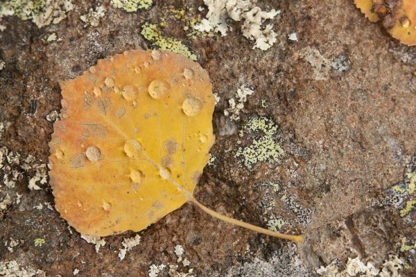 CO, Gunnison NF Aspen leaf and lichen on rock